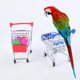 thumbnail image 3 of MCBK Juguetes para pájaros para periquitos, juguetes para masticar para mejorar la capacidad de discriminación de colores, 3 of 5