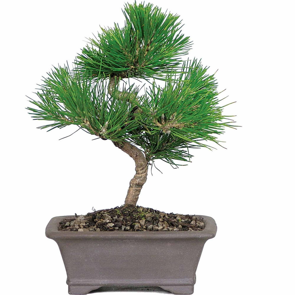 Japanese Black Pine Bonsai Tree - Walmart.com - Walmart.com