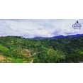 thumbnail image 5 of Alto Grande Premium Whole Bean Coffee, 100 Percent Puerto Rico Arabica, Medium Dark Roast, 2 Lbs Bag, 5 of 5