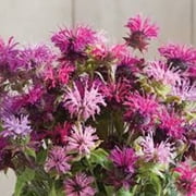 100 Double Mix Bee Balm Seeds – Bergamot Perennial Flower – Pollinator Friendly Garden Plant