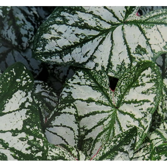 Caladium Monument- 3 Bulbs - Bright White/Deep Green