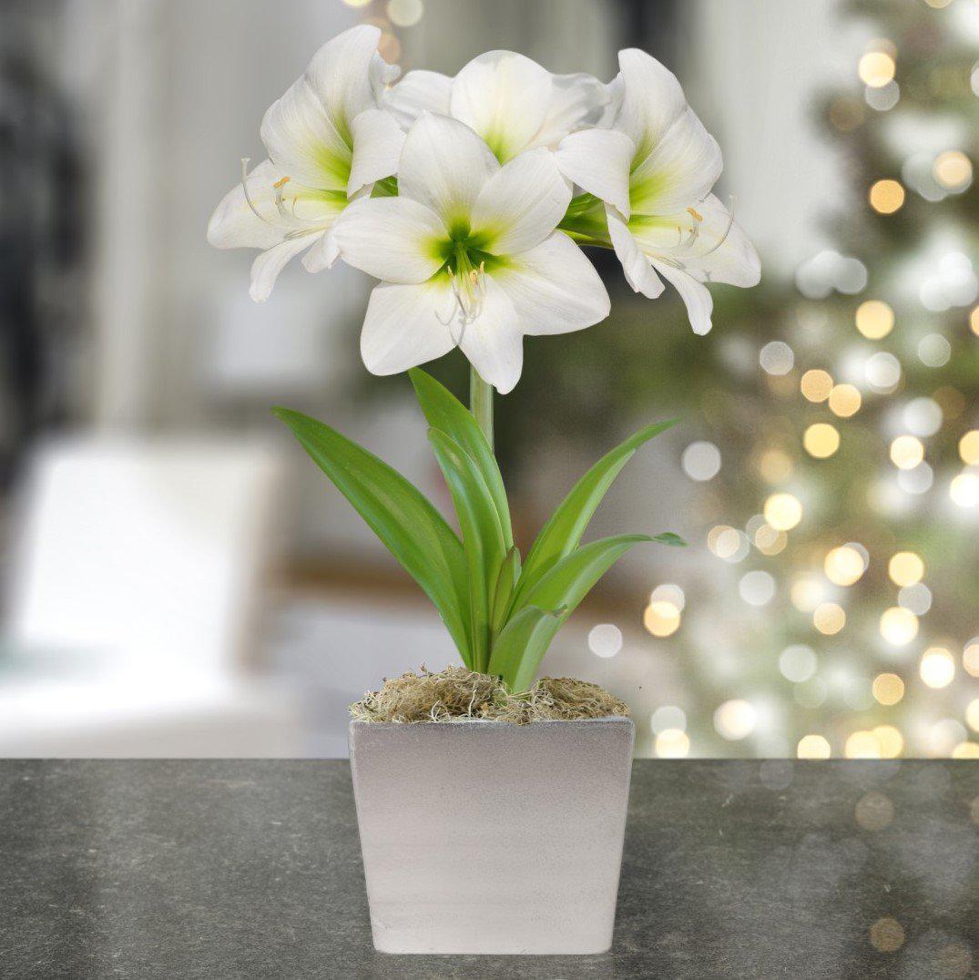 Christmas Flowers Bulbs 2023 Best Perfect The Best List of  Latest Christmas News