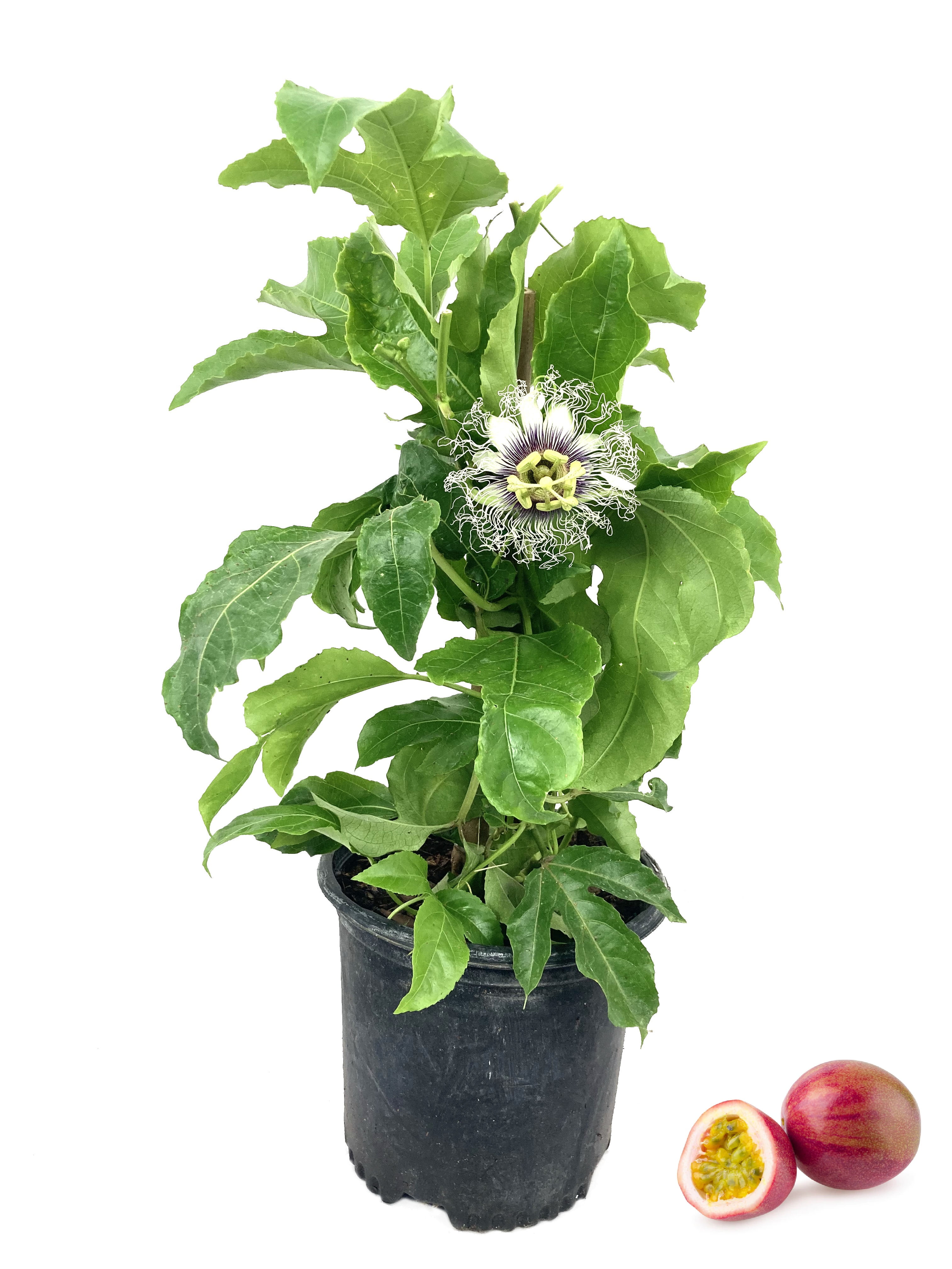 Passion Fruit Plant Live Plants in a 6 inch Growers Pot Edible