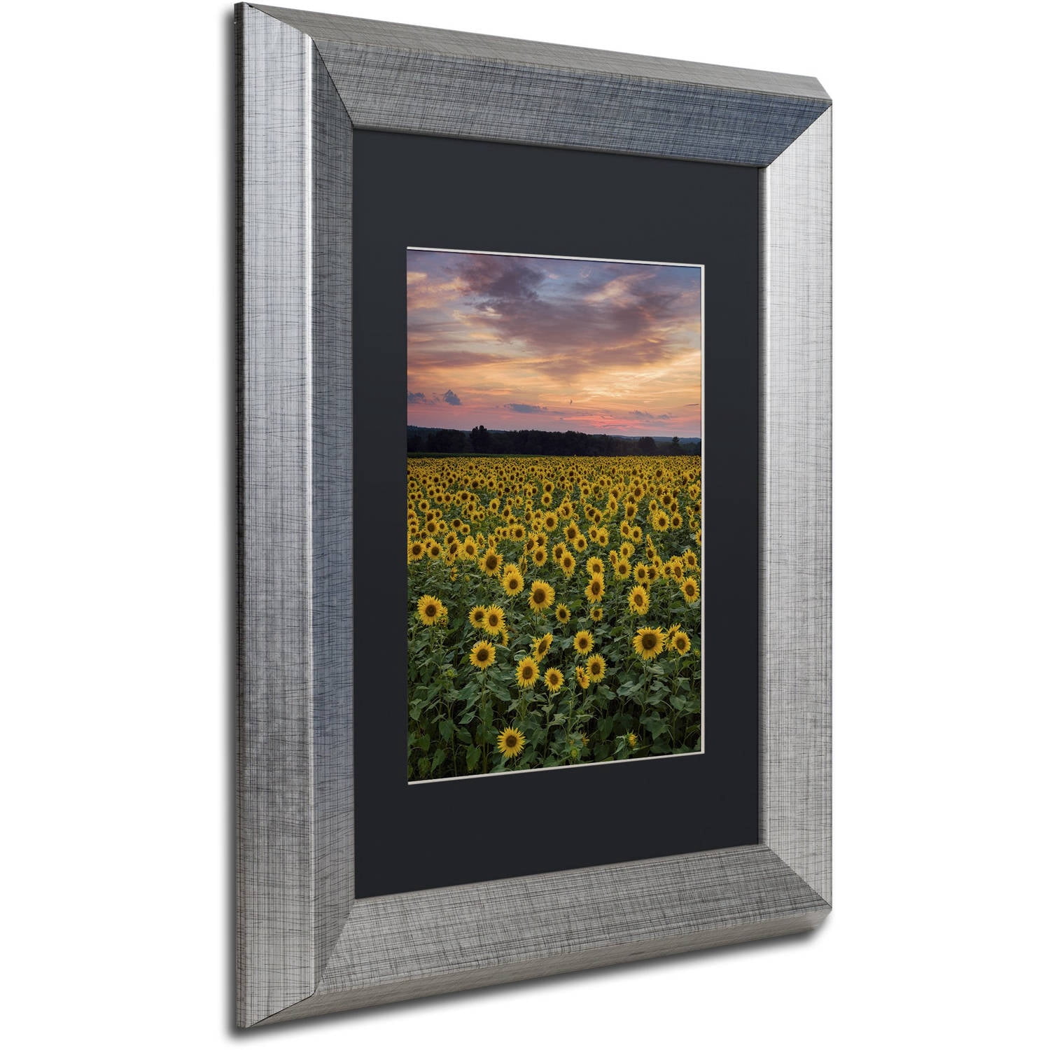 Trademark Fine Art "Sunflowers" Canvas Art by Michael Blanchette Photography Black Matte, Silver Frame