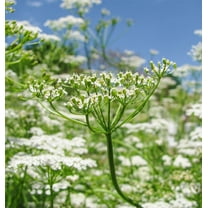 250  Cumin Seeds for Planting | Non-GMO | Vegetable Herb Garden Seeds