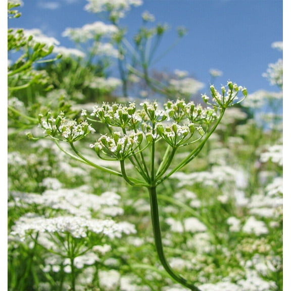 250  Cumin Seeds for Planting | Non-GMO | Vegetable Herb Garden Seeds