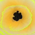 thumbnail image 2 of Simulation Coral Decoration Fluorescent Fish Tank Plants Decoration for Landscape Decor Yellow, 2 of 2