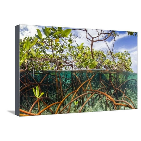 Above Water and Below Water View of Mangrove with Juvenile Snapper and Jack Stretched Canvas Print Wall Art By James (Best Way To Catch Mangrove Snapper)