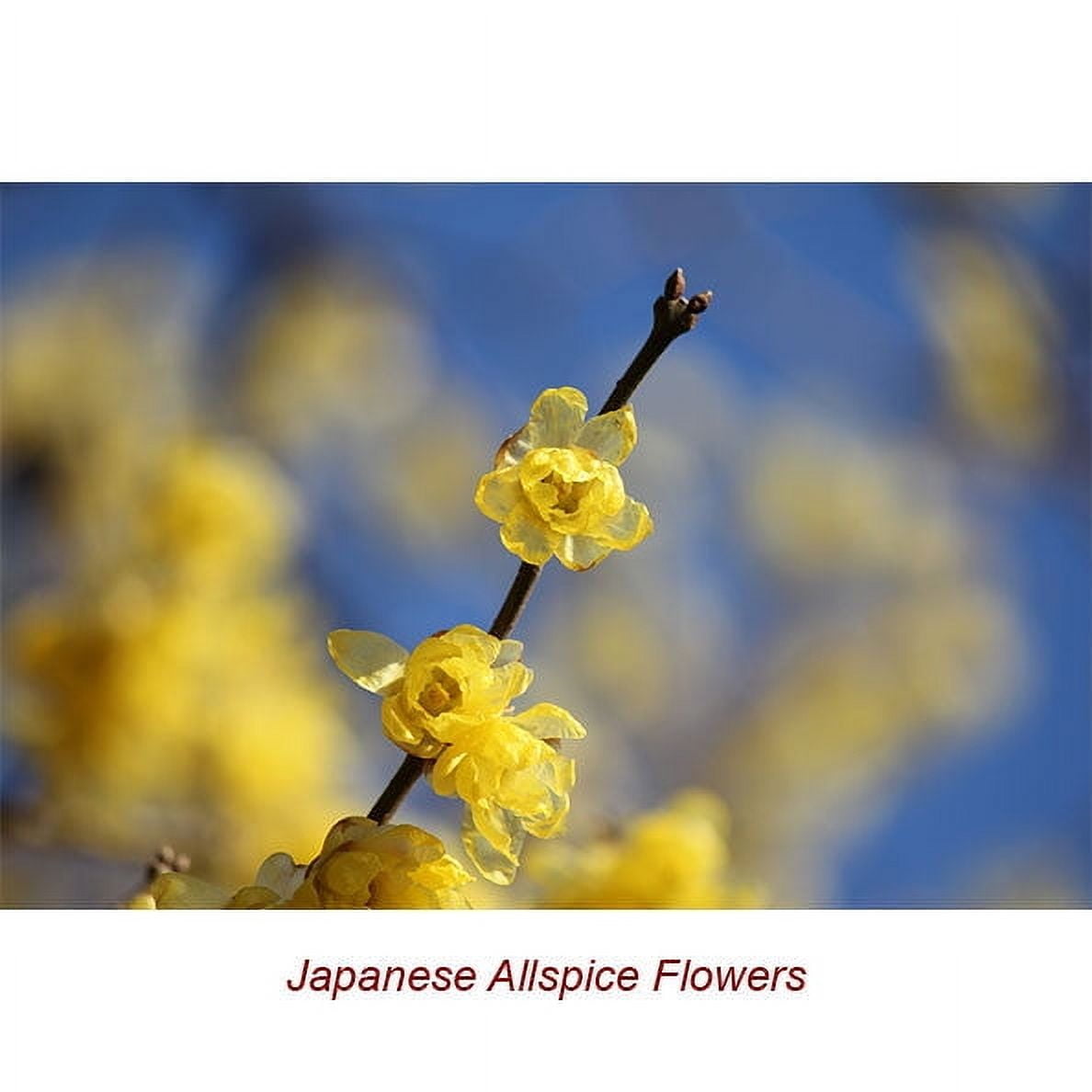 Allspice Essential Oil 1 fl oz (30 ml) - 100% Pure and Natural by Silky Scents