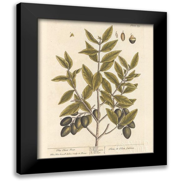Wild Apple Portfolio 12x14 Black Modern Framed Museum Art Print Titled - Olive Branch II