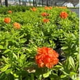 thumbnail image 4 of Gibraltar Azalea - Rhododendron 'Gibraltar', 4 of 5