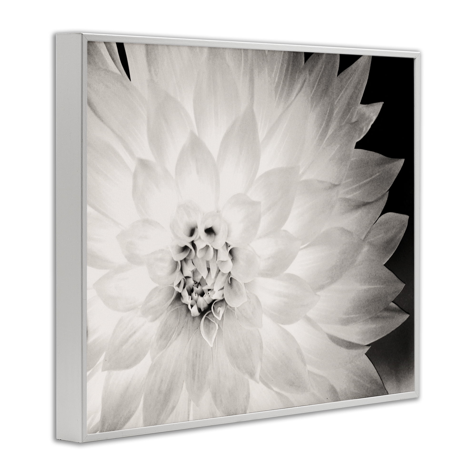 Stupell Industries Strong Dahlia Petals Botanical & Floral Photography White Framed Art Print Wall Art, 30 x 24