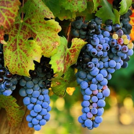 

Grape Bulbs Grapes Grow Vigorously Grapes Are Suitable For Home And Garden Planting Grapes Are Climbing Plants Grapes Have Strong Vitality