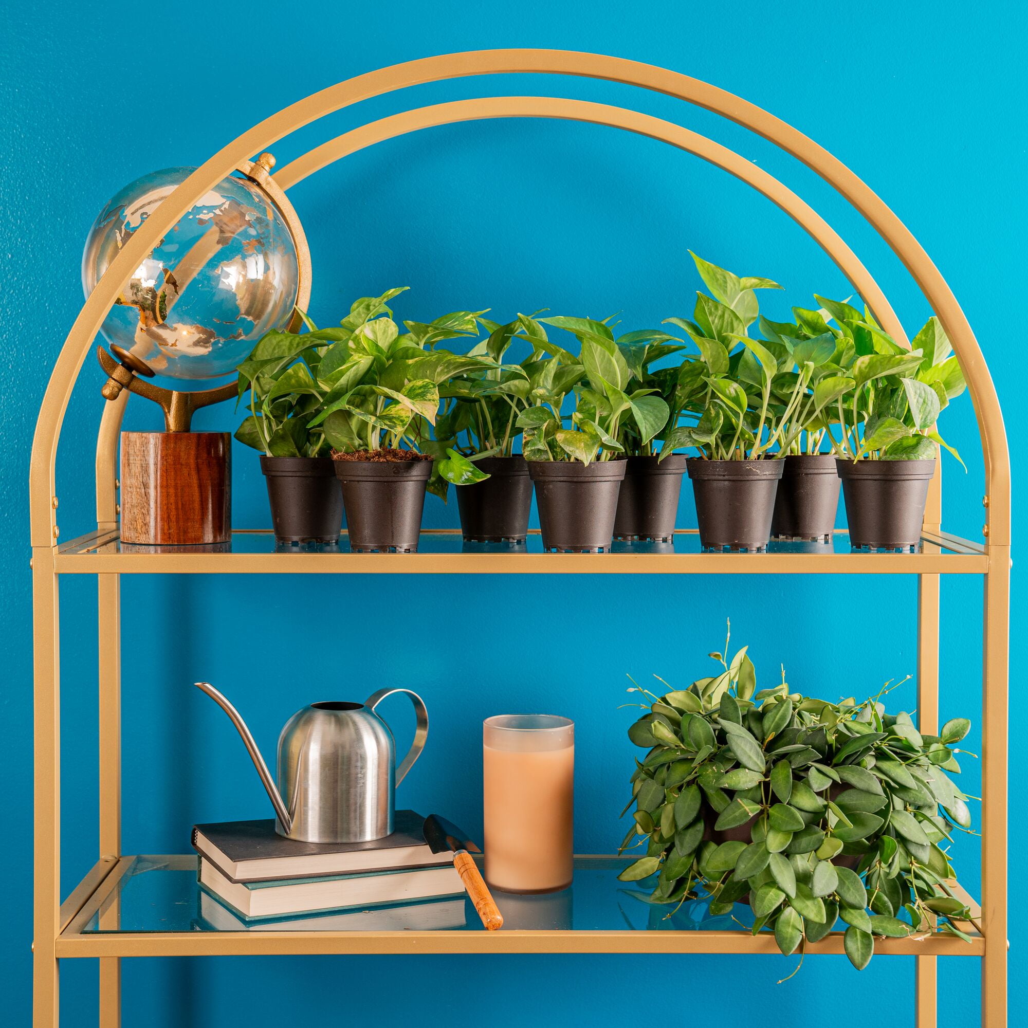 Costa Farms 8" Exotic Angel Pothos Live House Plants in 4" Grower Pot 8 (Count)