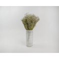 thumbnail image 2 of Case of 6 Bunches, Dried Baby'S Breath Natural - Dried Gypsophila for Floral Arrangement and Home Decor, 2 of 2