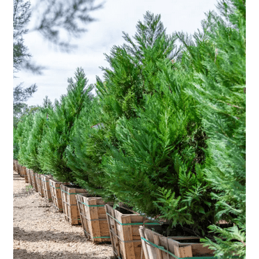 Leyland Cypress Tree Live for Planting, Cuprocyparis Leylandii Plant Live for Outdoor Garden 6 to 12 Inch Tall in a 2.5 Inch Pot