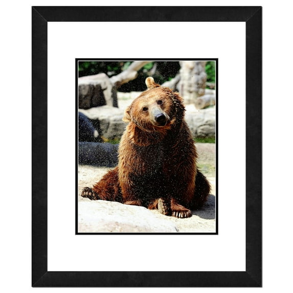 Grizzly Bear Framed Photo by Photo File