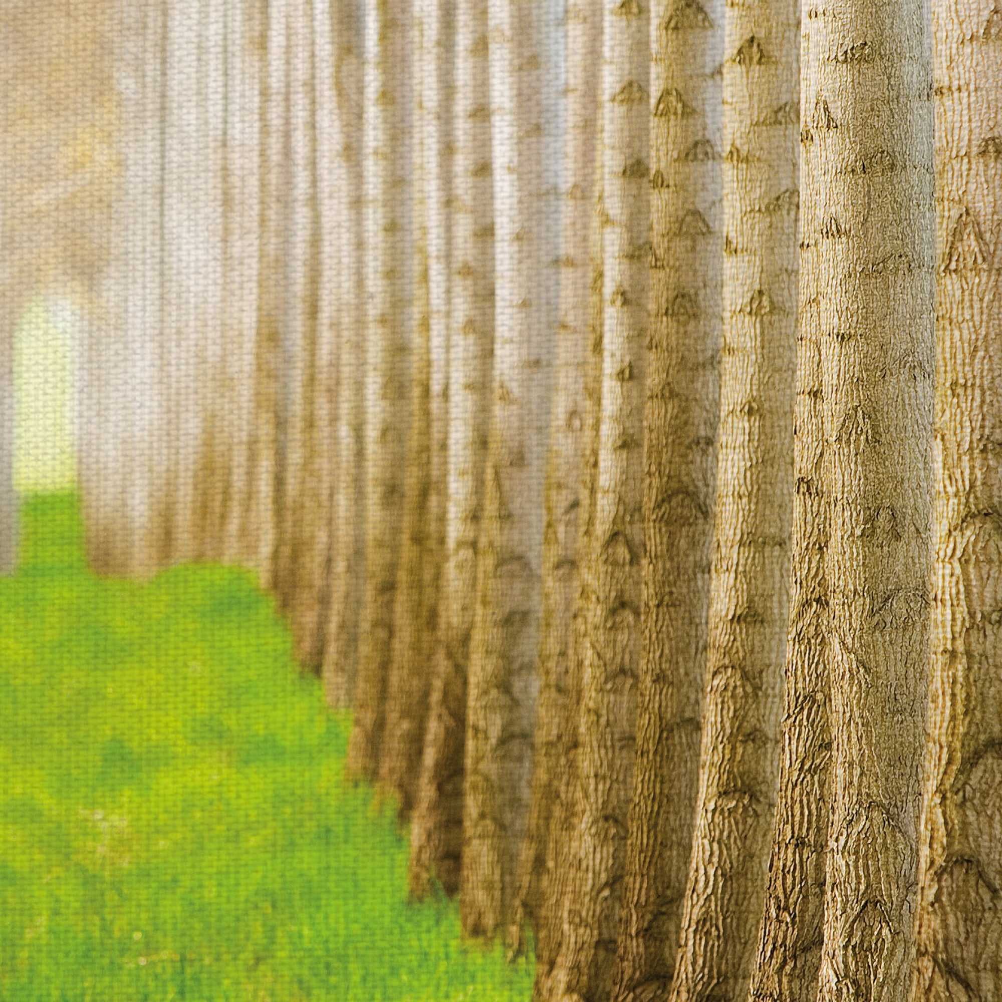 Masterpiece Art Gallery Poplar Grove Forest 1 by Acer Images Canvas Photo Art Print 24" x 36"