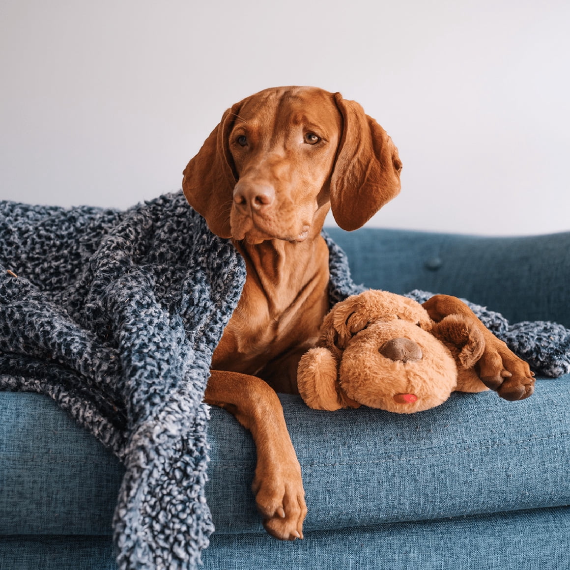 Snuggle Puppy Original Replacement Heat Packs for Pets - Contains 12 Replacement Heat Packs which are odourless and Made with All Natural Ingredients.
