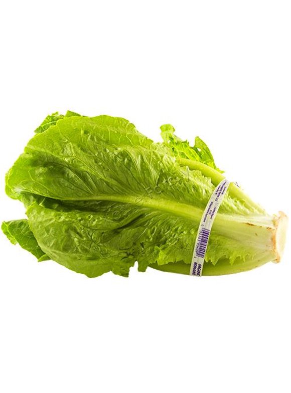 Romaine Lettuce in Lettuce