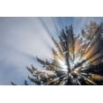 thumbnail image 2 of Jaynes Gallery 32x23 White Modern Wood Framed Museum Art Print Titled - Washington State-Seabeck Morning sunburst in tree, 2 of 4