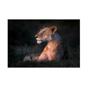 Xavier Ortega 'Lone Lioness' Canvas Art