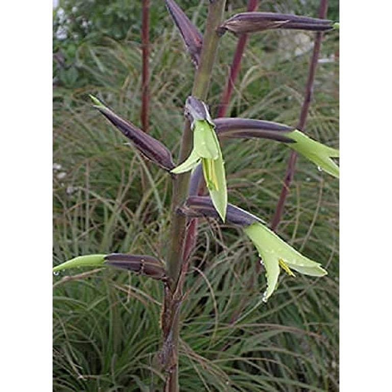 Exotic Aloe Puya Mirabilis Seeds - 15 Seeds - Made in USA - Walmart.com