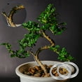 thumbnail image 5 of Uxcell Bonsai Training Wire, Floral Wire Stems Anodized Aluminum Tree Wire for Gardening Branch Fixing Black 2.5mm x32.8 ft, 5 of 6