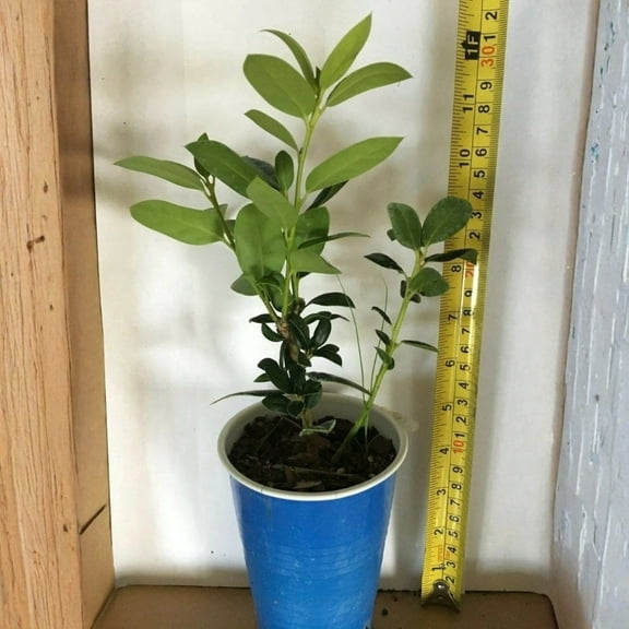 Needlepoint Holly (Ilex) Live Starter Plant (1 Plant) – Less Than 12 Inches Tall