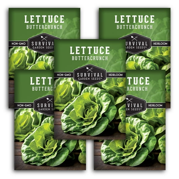 Buttercrunch Lettuce Seeds - 5 Pack - Non-GMO Heirloom Full Sun Annual Vegetable
