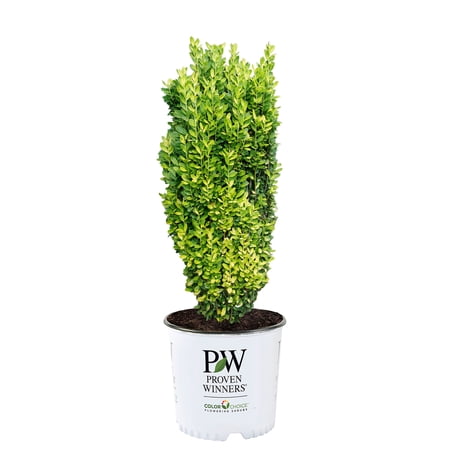 Proven Winners Color Choice Glow Stick Holly Live Shrub (2 Gallon