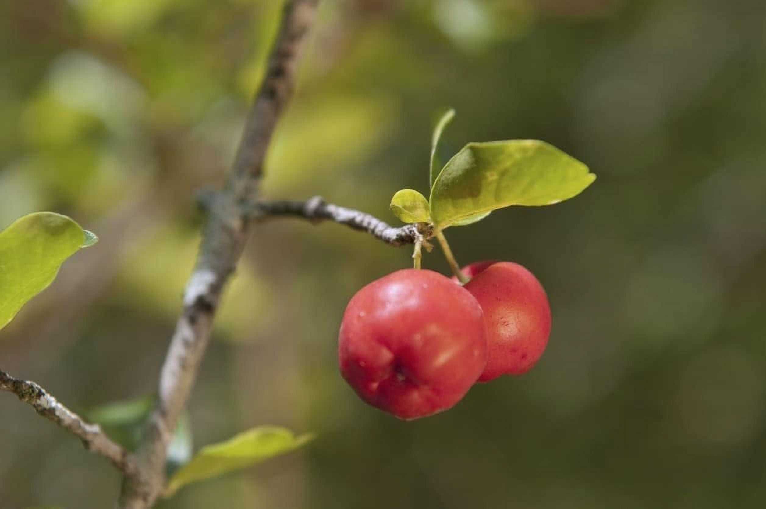 Barbados Cherry Tree - Live Plant in a 6 Inch Grower's Pot - Malpighia Emarginata - Edible Fruit Bearing Tree for The Patio and Garden