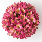 60 Stems of Pink Select Alstroemerias- Beautiful Fresh Cut Flowers- Express Delivery