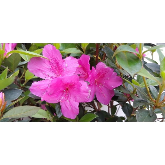 Azalea Shrub Purple Formosa Flower Starter Plant Lot of 2