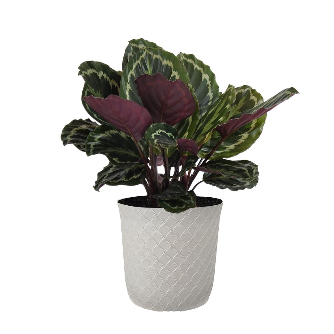 United Nursery Live Calathea Medallion Houseplant 24-28in Tall in 10 inch White Bayside Decor Pot