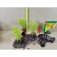 thumbnail image 5 of ( 1 ) - All Gold Japanese Forest Grass - Starter Plant ( 5L ) ( 1 live plant ), 5 of 5