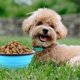 thumbnail image 4 of Large Collapsible Dog Bowls, Portable Foldable Travel Water Bowl Food Dishes with Carabiner Clip for Traveling, Hiking, Walking, (light blue) ﻿, 4 of 5