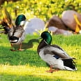 thumbnail image 3 of Duck Decor Realistic Life-like Ornamental Double-sided Printing Rustic Acrylic Garden Poultry Statue for Yard, 3 of 7