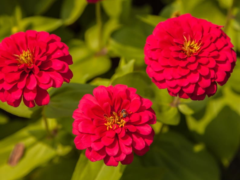 30 Seeds Cherry Queen Zinnia , Drought and Dormant Plant, Open-Pollinated Zinnia Flowers