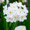 thumbnail image 3 of Paperwhite Fragrant Daffodils,  9 Bulbs - White Narcissus Flowers - Attracts Bees & Butterflies - Spring Blooming, Easy to Grow & Maintain, 3 of 7