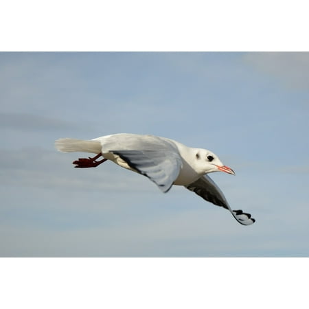 Bird Large Poster - LAMINATED POSTER Sky Feather Wing Seagull Lake Freedom Bird Fly Poster Print 24 x 36
