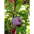 thumbnail image 2 of Expert Gardener 2-3 ft tall Santa Rosa Plum Live Tree in 5-Gallon Grower Pot, 2 of 6