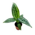 thumbnail image 2 of Rare House Plant Silver Indukan 2 inch Schismatoglottis Achismatoglottis, Striped Indoor Tiny Pixie Plant, 2 of 8