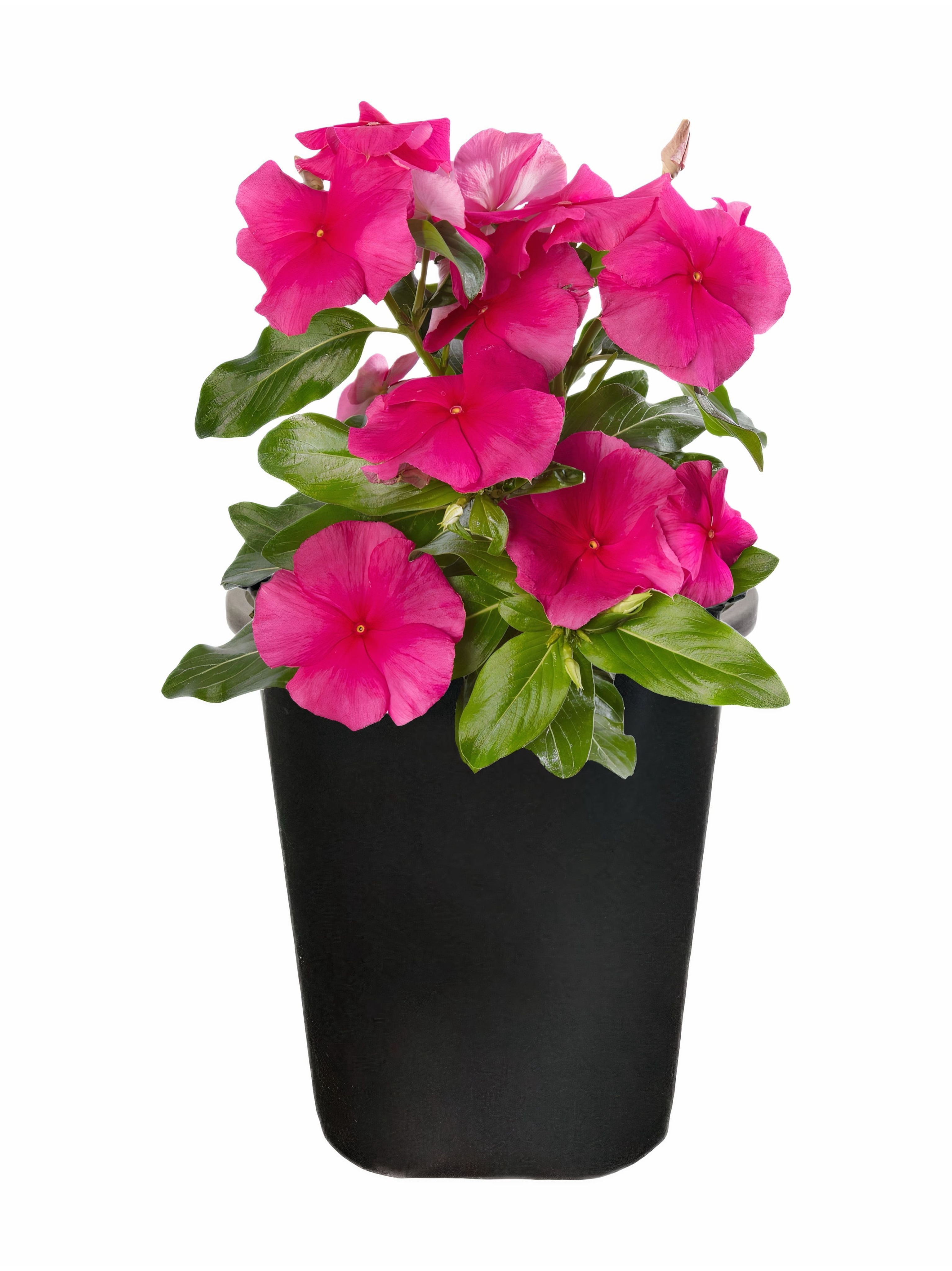 Expert Gardener 1Pt Vinca Live Plant Grower Pot Full Sun