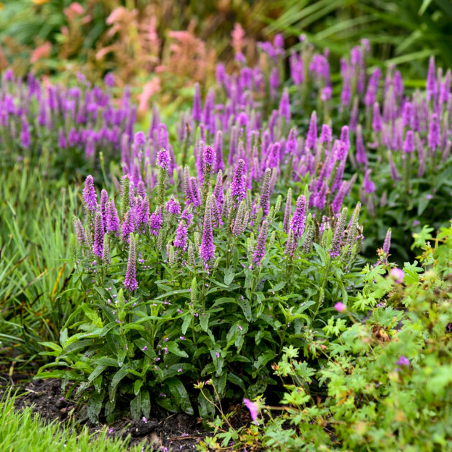 Proven Winners 6" Magic Show 'Purple Illusion' Spike Speedwell Live Plant in 7.5" Pot