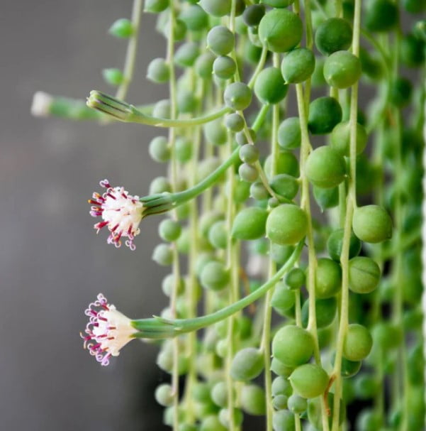 String of Pearls Live Plant in 4" Pot - Trailing Succulent - String Plant - Senecio Rowleyanus - Ornamental Indoor Outdoor Houseplant