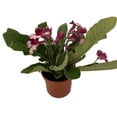 thumbnail image 2 of Ladyslippers® Red Bicolor Streptocarpus - 4" Pot - Collector's Series, 2 of 3