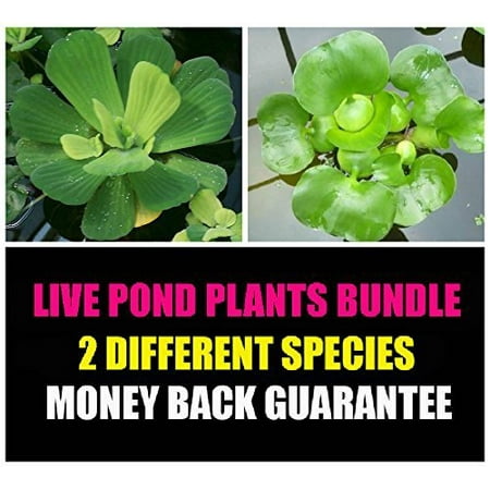 Water Lettuce and Water Hyancinth Bundle - 4 Floating Live Pond (Best Floating Aquarium Plants)