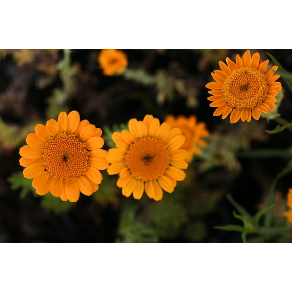 250 ORANGE MARGUERITE DAISY Anthemis Sancti-Johannis Cota Tinctoria St. John's Chamomile Dyer's Herb Paris Daisy Flower Seeds