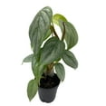 thumbnail image 2 of BubbleBlooms Philodendron Pastazanum, Silver Sword Philodendron, 2-inch Velvet-Leaf Plant, 2 of 9